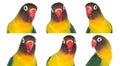 Nice sequence with portraits of a parrot Royalty Free Stock Photo