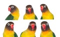 Nice sequence with portraits of a parrot Royalty Free Stock Photo