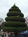 Tree in tokyo disneyland