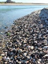 Nice Shells at Estuary entrance