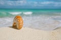 Nice and shine sea shell on beach with perfect seascape Royalty Free Stock Photo