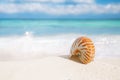 Nice and shine sea shell on beach with perfect seascape Royalty Free Stock Photo