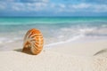 Nice and shine sea shell on beach with perfect seascape Royalty Free Stock Photo