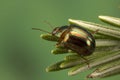A nice and shiny Rosemary Beetle