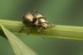 A nice and shiny Rosemary Beetle