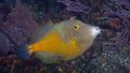 A nice shot of a American whitespotted filefish