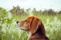 Nice shot of a beagle profile in a field full of grass