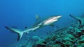 A nice shot of a Grey Reef Shark