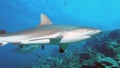 A nice shot of a Grey Reef Shark