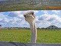 A nice shot of Ostrich glance