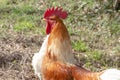 A nice shot of a proud rooster in close-up Royalty Free Stock Photo