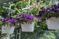 Purple Hanging Flowers