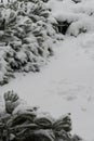 Shrub under lot of snow Royalty Free Stock Photo