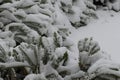 Shrub under lot of snow Royalty Free Stock Photo