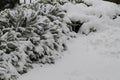 Shrub under lot of snow Royalty Free Stock Photo