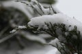 Shrub under lot of snow Royalty Free Stock Photo