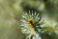 Nice silver pine tree burgeon in early summer