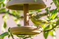 Nice single male European Greenfinch on feeder