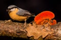 Nice single Nuthatch perched on twig with seed in beak