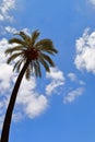 Nice single palm trees against blue sky and cloud. Royalty Free Stock Photo