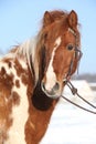 Nice skewbald pony in winter