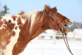 Nice skewbald yawning pony in winter