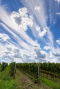 Nice sky scape over farmland, agricultural grape rows