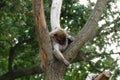 Nice sleeping barbary ape