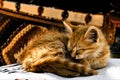A nice sleeping little cat in a basar in Morocco