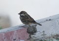 Nice small bird brown , on the hard edge ,in the morning