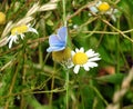 Beautiful blue butterfly on flower, Lithuania Royalty Free Stock Photo