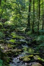Nice small brook in forest with trees, Czech republic Royalty Free Stock Photo