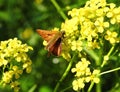 Beautiful brown butterfly on yellow flower, Lithuania Royalty Free Stock Photo