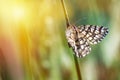 Nice small butterfly sitting on stem of grass, colored photo