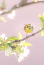 Nice small colorful bunting bird on cherry tree with several blooms Royalty Free Stock Photo