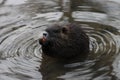 Nice small coypou in our creek