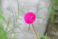 A nice small Flower in Magenta color