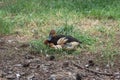 Nice small Fulvous whistling duck