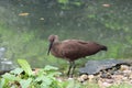 Nice small hammerkop in water