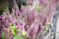 nice small lavender in prague city center Royalty Free Stock Photo