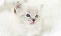 Nice Small Ragdoll Kitten'S Muzzle Is Seen