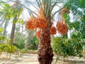 Nice small samani palm tree with yellow dates in Egypt