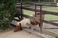 Nice small shetland pony at farm