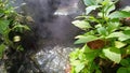 Nice small waterfall around with the plants. Royalty Free Stock Photo
