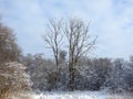 Beautiful snowy tree , Lithuania