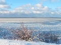 Beautiful bushes near Curonian spit in winter, Lithuania Royalty Free Stock Photo