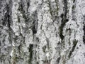 Beautiful snowy fir tree branches, Lithuania Royalty Free Stock Photo