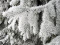 Beautiful snowy fir tree branches, Lithuania Royalty Free Stock Photo