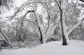 a nice snowy landscape