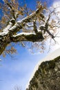 A nice snowy tree with brown leaves and icicles in the background during a sunny winter day Royalty Free Stock Photo